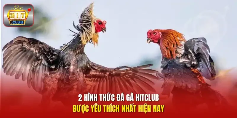 2 hình thức đá gà HITCLUB được yêu thích nhất hiện nay