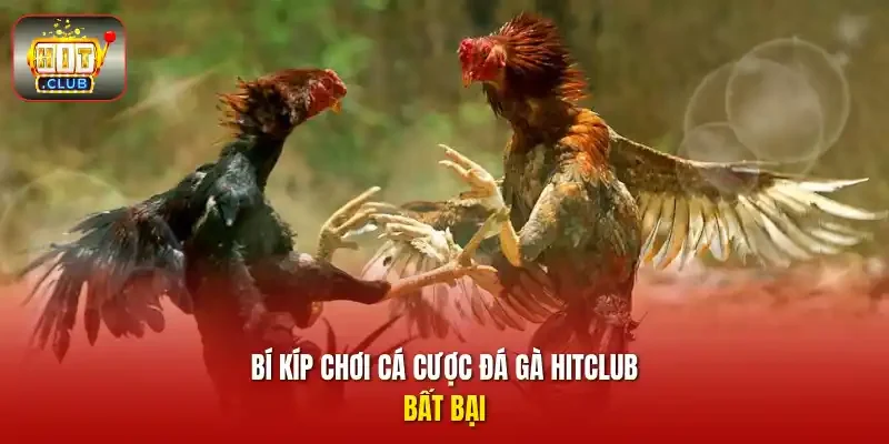 Bí kíp chơi cá cược đá gà HITCLUB bất bại