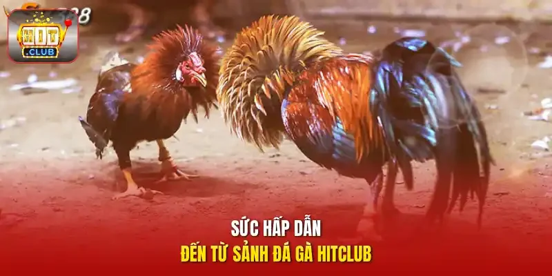 Sức hấp dẫn đến từ sảnh đá gà HITCLUB